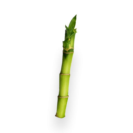 The Use of Bamboo in Bio-based Economy